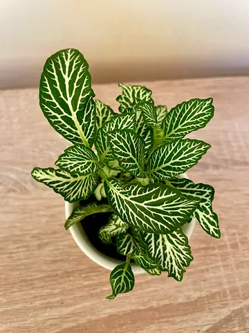 Fittonia -Green (small)