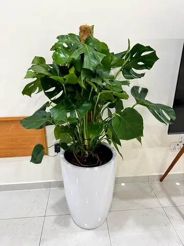 Large Monstera Deliciosa (Swiss Cheese Plant) in White Ceramic Pot - Super Healthy