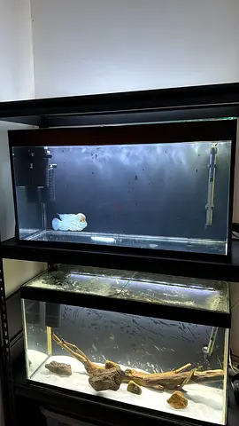 Metal stand with two glass aquariums with fish, filters , heaters , lights ,decor - good condition