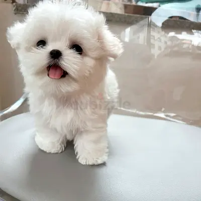 Teacup Maltese Puppy - Healthy, Playful, Ready for New Home