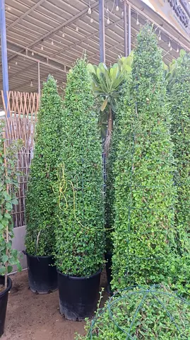 Home Garden Plants Dubai Free Delivery & Installation/ Landscaping Plants For Sale Dubai