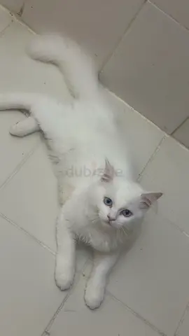 Young white long-haired cat with blue eyes — ready for rehoming