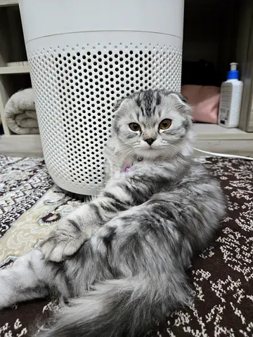 Pet