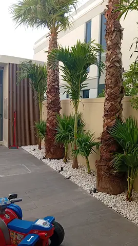 Garden Plants For Home, Villa & Office Dubai/ Fresh Green Plants For Sale Dubai