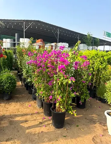 Potted Bougainvillea Plants - Healthy, Flowering (Multiple Available)