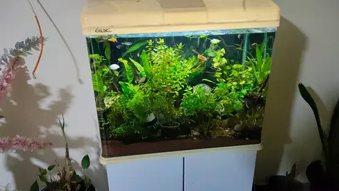 Aquarium for sale 250AED