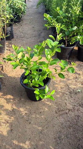 Garden Plants For Sale in Dubai Maintenance Available