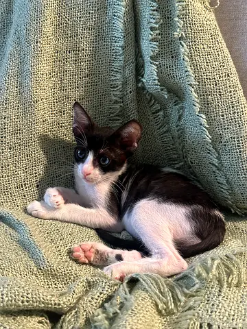 Kitten looking for forever home