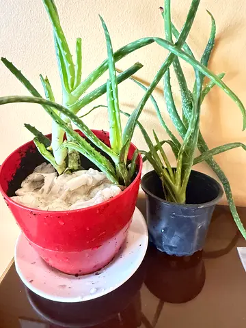 Aloe vera plants in small pots - healthy indoor succulents