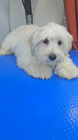 Small white mixed-breed puppy, friendly and groomed