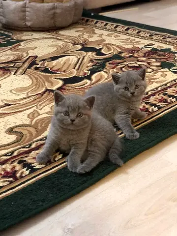 British shorthair kittens
