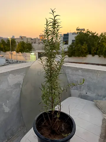 Tall potted rosemary plant - healthy outdoor herb