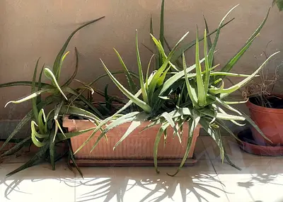 Aloe vera plant very big