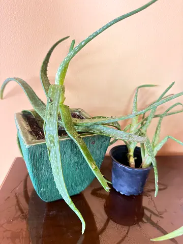 Aloe vera plants in small pots — healthy succulents for home in ceramic pot
