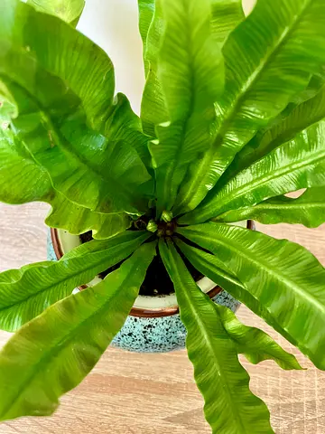 Birds nest fern - Miniature