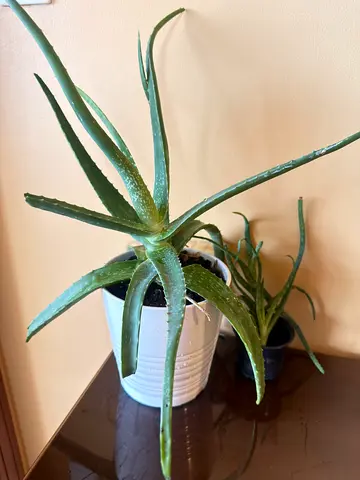 Aloe Vera houseplant in white ceramic pot - healthy and easy care