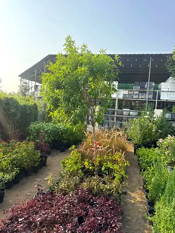 Indoor Outdoor Plants + Garden Maintenance Dubai/ Plants Sale Dubai Maintenance