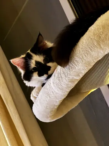 Cat for Adoption