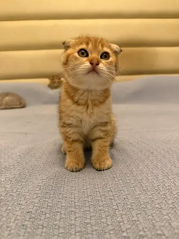 Three Scottish fold kitten babies looking for a new Home. Trained and playful healthy vet checked