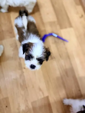 Young Shih Tzu mix puppy — friendly, healthy, ready for home