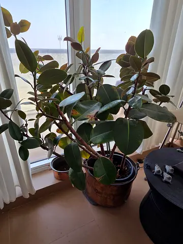 Rubber Plant