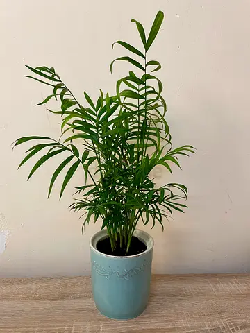 Areca Palm with ceramic pot