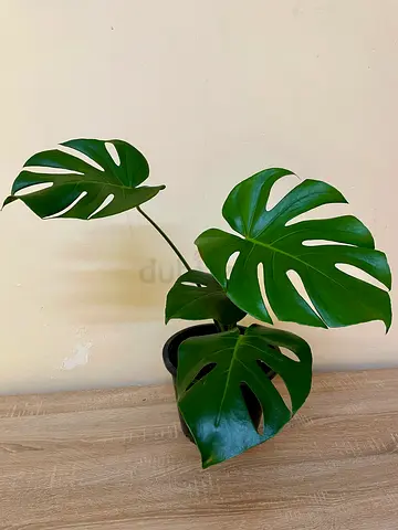 Monstera Deliciosa
