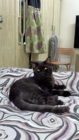 Friendly black cat available for adoption — healthy and calm
