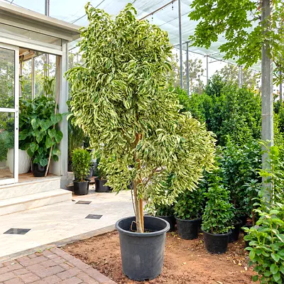 Variegated Ficus Tree — Mature Indoor/Outdoor Plant