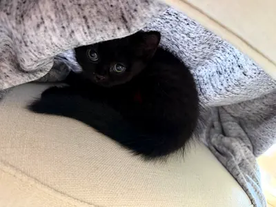 2 months Kitten for free adoption