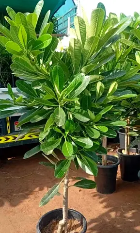 Potted Plumeria (Frangipani) Tree - Mature, Flowering