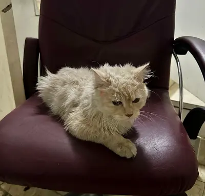 Cat for free adoption