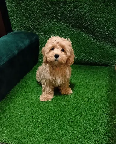 Maltipoo puppy