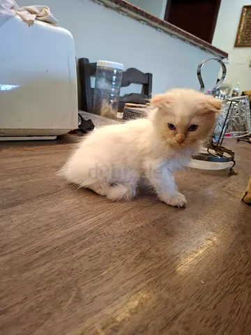 White long hair Scottish fold