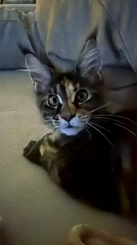 2 Young maine $%&! kitten  — friendly and playful they are siblings