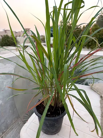 Lemon grass