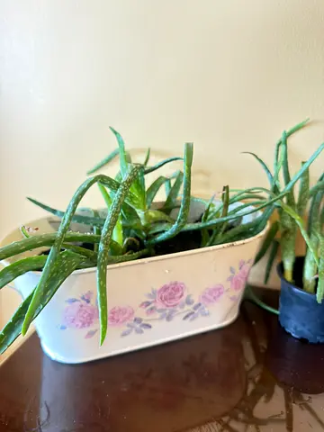 Aloe Vera Plant in Decorative Floral Metal Planter - Healthy Indoor Succulent with extra baby sloe