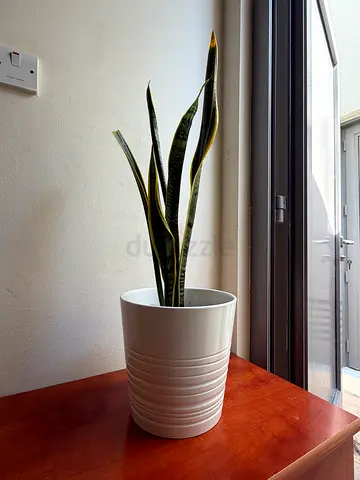 SNAKE PLANT