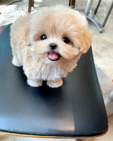 Fluffy teacup puppy healthy — adorable  (ready for a new home)