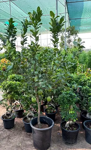 Potted Orange Tree — Mature, Ready to Grow