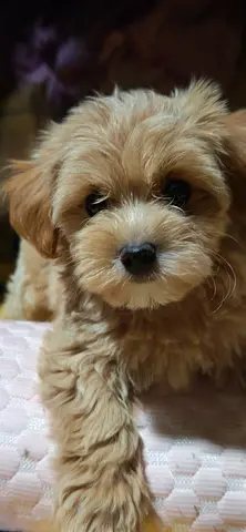 Maltipoo Male-Puppies Available for New Homes