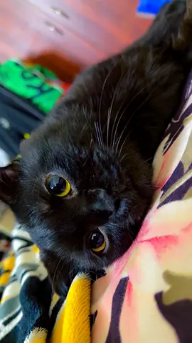Bunty is looking for forever home