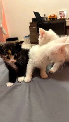 Mix kittens for adoption