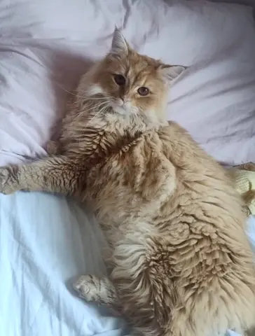 Persian cat