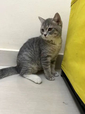 three kittens available vaccinated, dewormed  microchip
