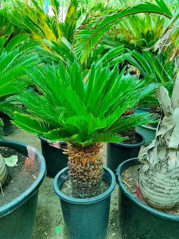 Healthy Potted Sago Palm (Cycas revoluta) - Mature Small Specimen