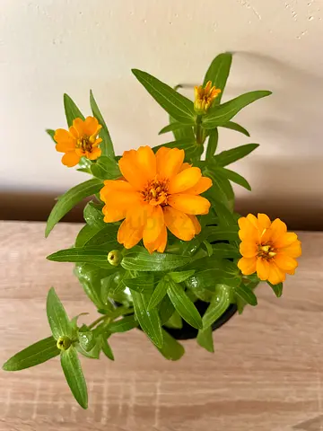 Zinnia - Orange