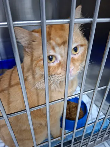 Cats for adoption