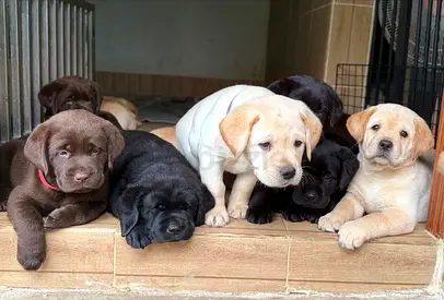 ⭐ Eight lovely Labrador puppies ⭐ 1 ½ month old, ready to leave home