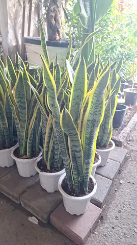 Snake Plant 60cm From Holland